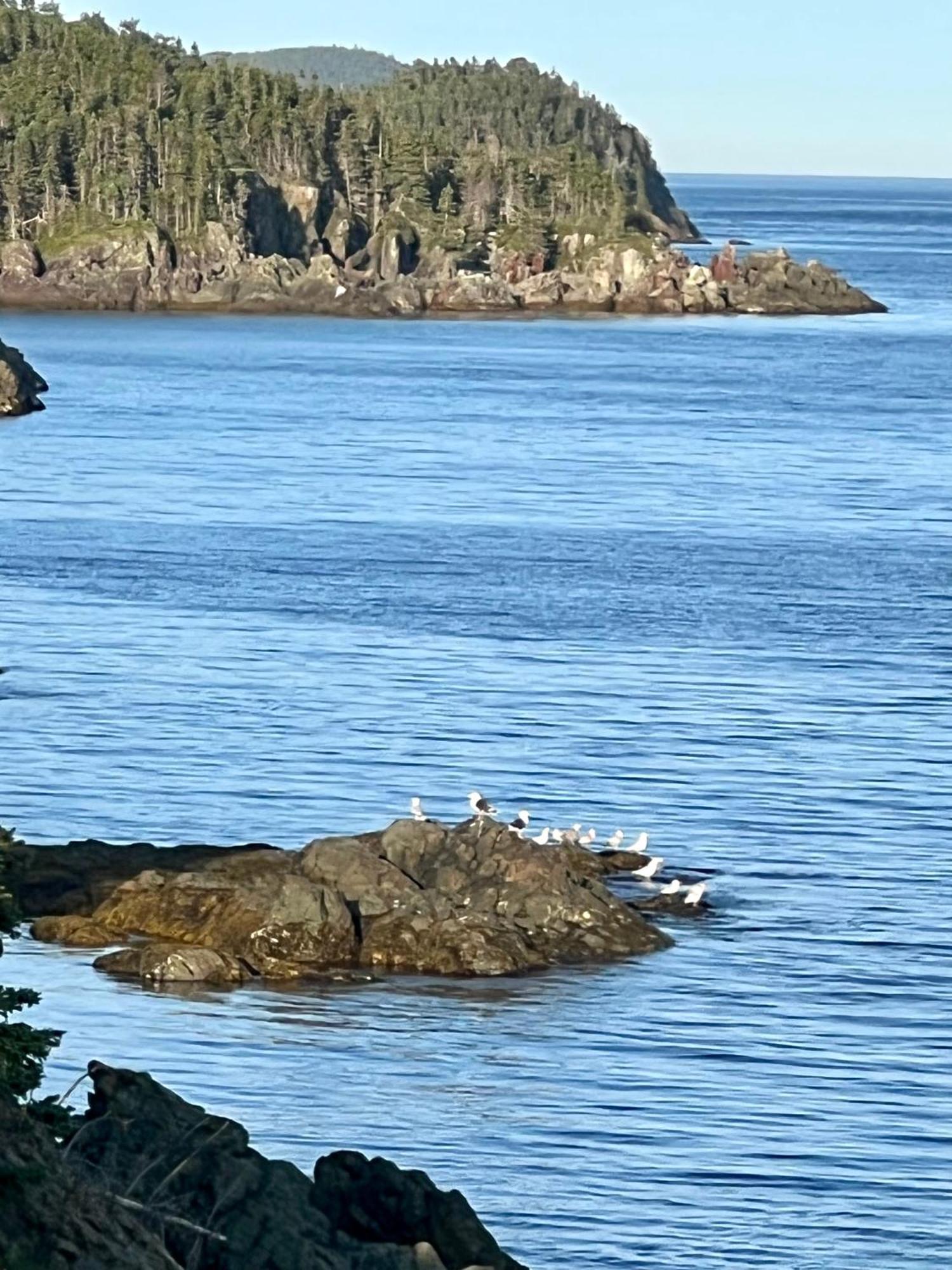Pilley's Island The View Suites And Breakfast In Triton, Newfoundland المظهر الخارجي الصورة